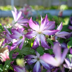 Clematis 'Glorious Cloud'